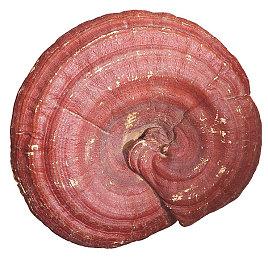 GOG喜加一：横板动作游戏《Dex》免费领取